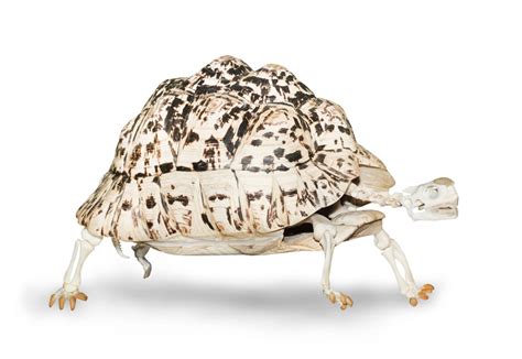 Image result for Turtle without a Shell