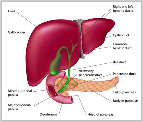 Image result for Normal Gallbladder Function