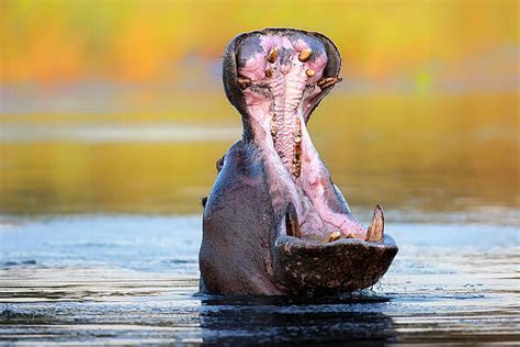 Image result for Hippo vs Python