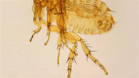 Flea Microscope 的图像结果