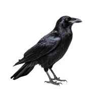Raven cartoon images PNG transparent for commercial use - Photo #2371 ...