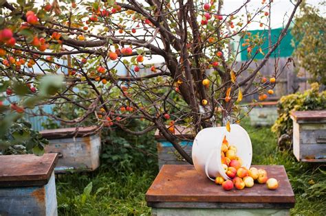 Sopore: The Apple town of Kashmir | All you need to know | Guide 2026