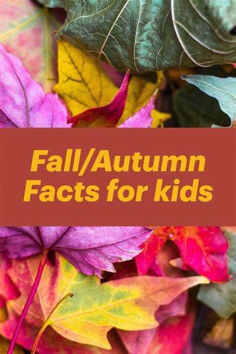 Fall Facts for Kids: Discover What Happens in Autumn!