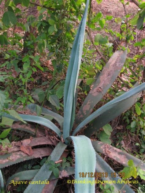 Medicinal Plant Details