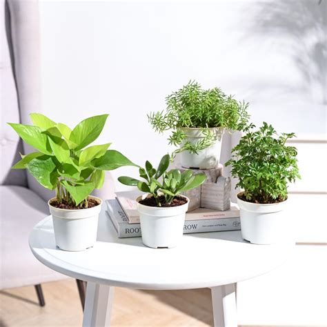 UGAOO Combo of 4 Indoor Live Plants for Home Decor with Pot - Crassula ...