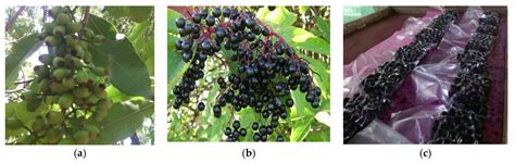 Antioxidant Content of Frozen, Convective Air-Dried, Freeze-Dried, and ...