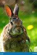 Image result for Wild Rabbit Close