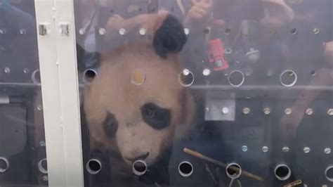 夏日炎炎桑拿天，旅韩大熊猫在韩国过得怎么样？