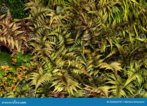 Athyrium Niponicum Var. Pictum, Commonly Known As Japanese Painted Fern ...