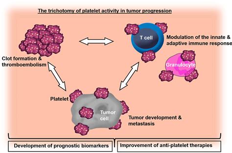 Essential Thrombocythemia Low Platelets Cancer Fighting