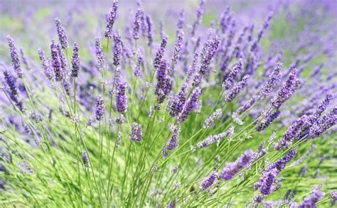 Lavender Sun Requirements: How Much Sun Does Lavender Need?