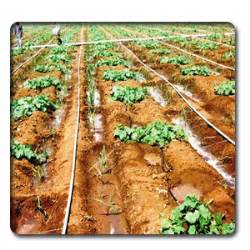 Expert System for Sugarcane