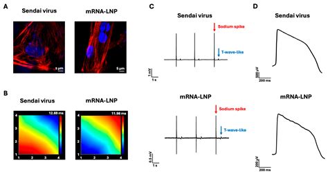 mRNA-Lipid Nanoparticle-Mediated Reprogramming and Standard Sendai ...