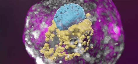 Scientists Create Human Embryo Model Without Sperm Or Eggs