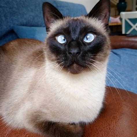 Crossed Eyes Siamese Cats at Leonard Gagliano blog