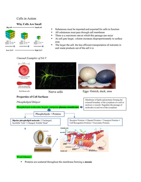 2 Cells in Action - Cells in Action Why Cells Are Small Substances must ...