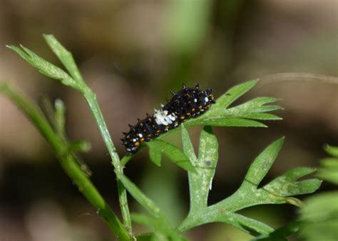 Woods Walks and Wildlife: Black Swallowtail Caterpillars and Carrots ...