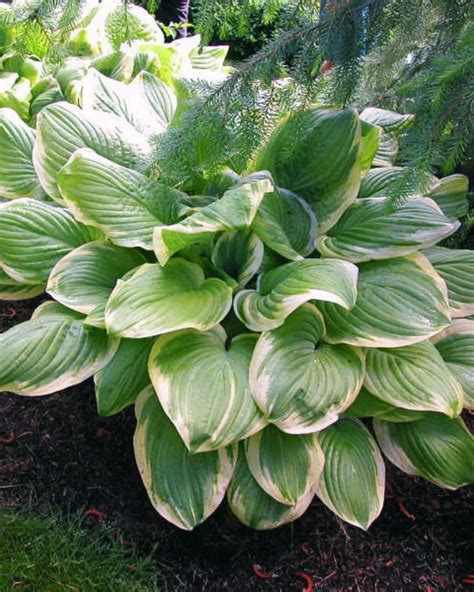 9 Hostas That Thrive In The Sun (Yes, Really!)