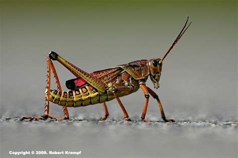 Observation 的图像结果