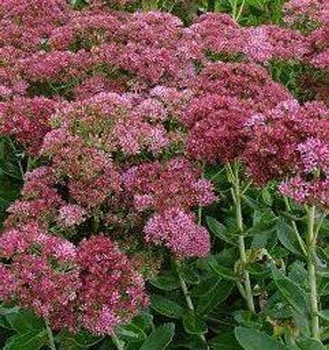 Sedum 'Autumn Fire' shipped from Grower to your door