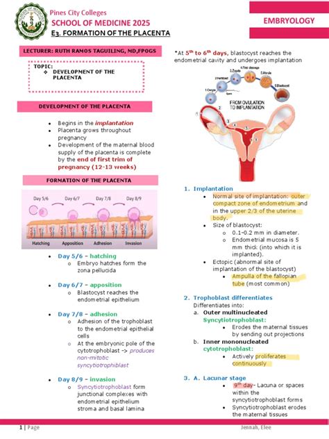 Placenta Development Notes Anatomy 的图像结果