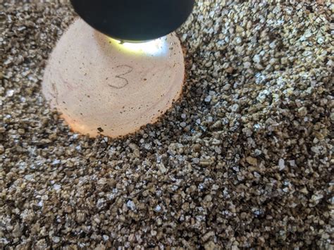 Image result for Python Laying Eggs