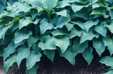 12 Colorful Hosta Types for Your Garden