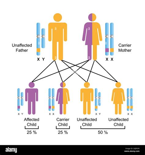 X-linked recessive inheritance, illustration Stock Photo - Alamy