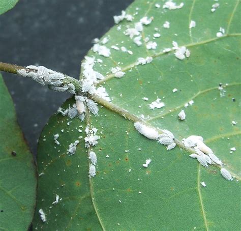 Mealybug Infestation Control - Aguilar Plant Care