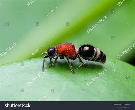 Velvet Ant Cow Killer Ant Hymenoptera Stock Photo 2213645525 | Shutterstock