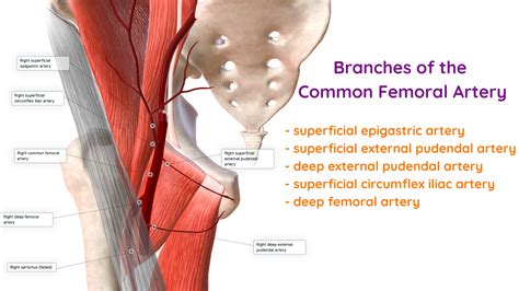 Superficial Femoral Artery