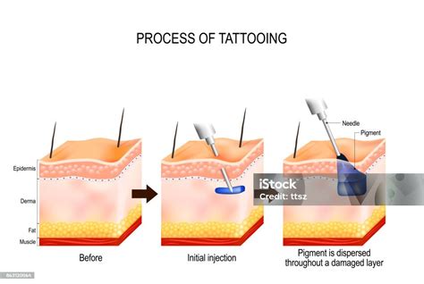 Image result for Tattoo Process