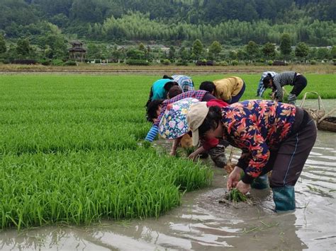 泰宁：水稻插秧季 抢抓农时忙 - 农业科技 --中国泰宁在线