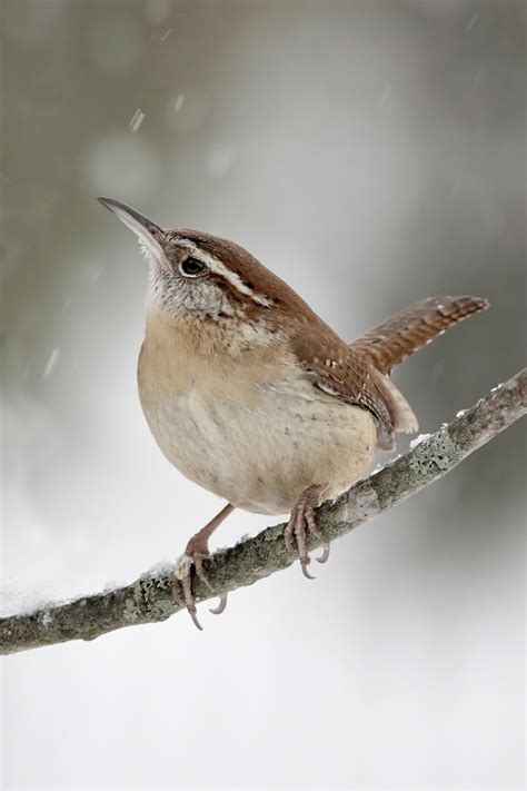 Carolina Wren | BirdForum