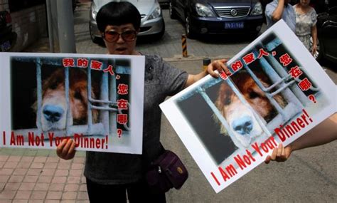 China dog meat festival: 11 million sign petition demanding ban on ...
