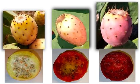 Physicochemical, Nutritional, and Medicinal Properties of Opuntia ficus ...