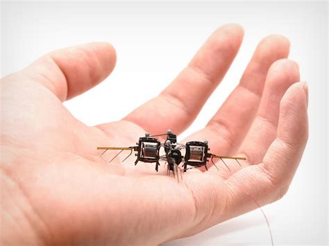 Insect Drones 的图像结果