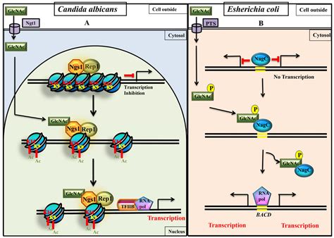 N-acetylglucosamine Signaling: Transcriptional Dynamics of a Novel ...