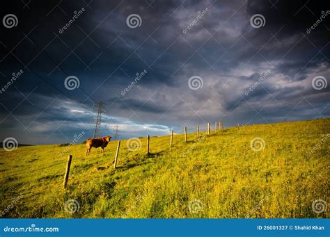 Cattle grazing in field stock image. Image of feeding - 26001327
