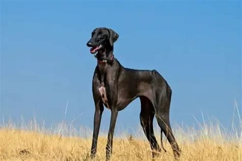 All about the Mudhol Hound: An Expert’s Guide for Pet Parents
