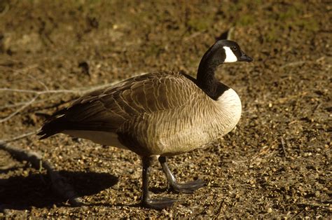 Canada goose | FWS.gov