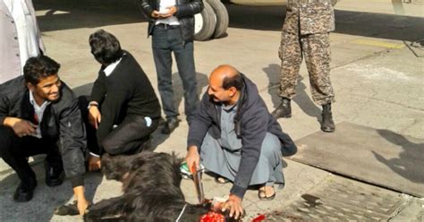 Pakistan International Airlines Sacrifices A Goat On The Runway For ...