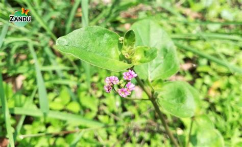 Punarnava Herb: Uses, Benefits, Nutrients & Side Effects