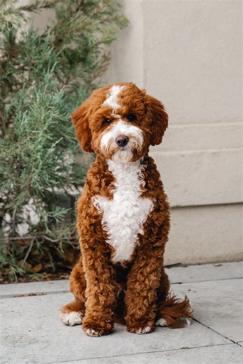Mini Goldendoodle Full Grown