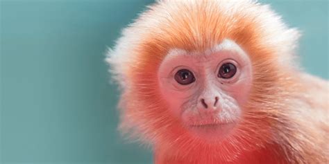 Image result for Computer Vision Fake Animals