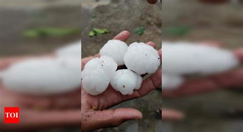 Rain, hailstorm destroy crops in Yavatmal | Nagpur News - Times of India