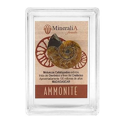 Mineralia Authentic Ammonite Cross-Section Fossil with Storage India | Ubuy