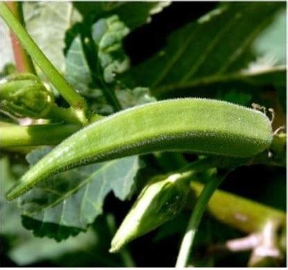 WILLVINE SCI-230 Organic Bhindi Okra Seeds (Lady Finger) -200 Seeds ...