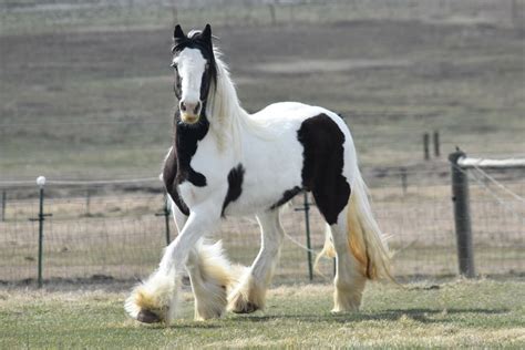 Gypsy Vanner Horses: Breed Profile, Facts and Care - Seriously Equestrian