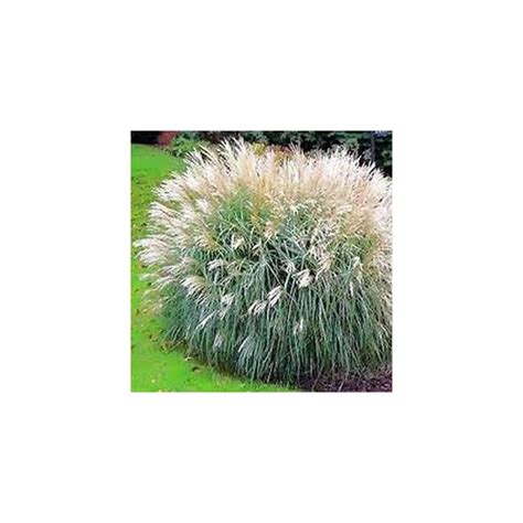 Buy Chinese Silver Grass (Miscanthus Sinensis) jocad (125 Seeds) Online ...